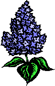 Hyacinth