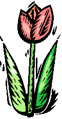 Tulip